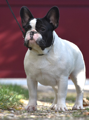 Étalon Bouledogue français - Alpha d'Iskandar