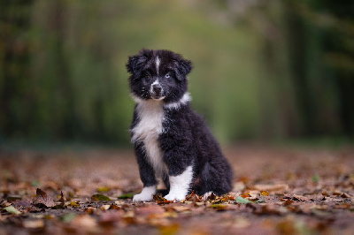 Étalon Berger Américain Miniature - Atlas d'aussis et minis breiz (Sans Affixe)