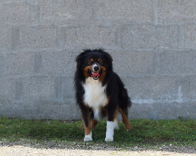 Étalon Berger Américain Miniature - Santos angeles Des Griffes de Feu