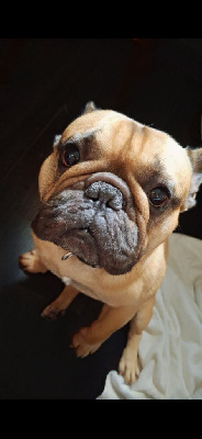 Étalon Bouledogue français - Ulysse Charly Dit Plomion De Chardmethée