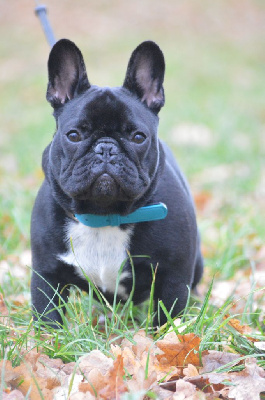 Étalon Bouledogue français - Apollinaire guillaume de l'Or Noir De Paris