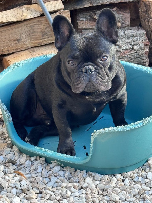 Étalon Bouledogue français - Victor Des Jardins De Lumel