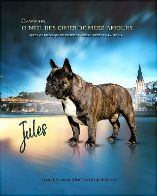 Étalon Bouledogue français - CH. O'neil Des Cimes De MesZ'Amours