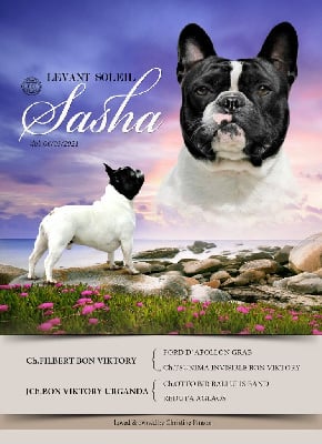 Étalon Bouledogue français - levant soleil Sasha}