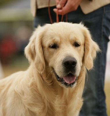 Étalon Golden Retriever - Uman van de wijsterhoeve