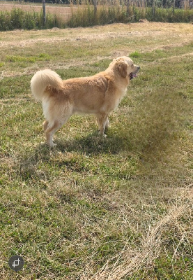 Étalon Golden Retriever - Un bo-gosse Du Clos De La Verdrie