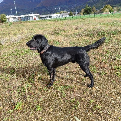 Étalon Flat Coated Retriever - CH. Moonfriend valko