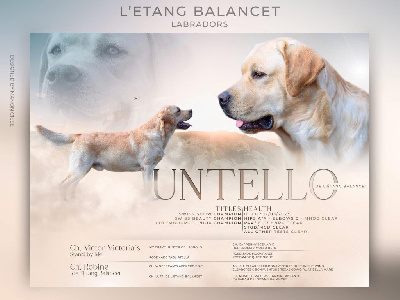 Étalon Labrador Retriever - CH. Untello De L'Etang Balancet