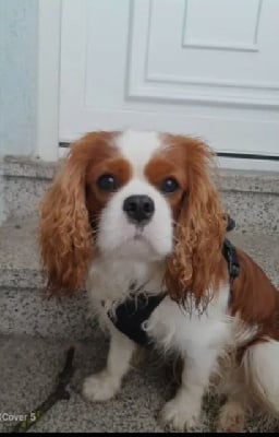 Étalon Cavalier King Charles Spaniel - De Sevmek Volt 