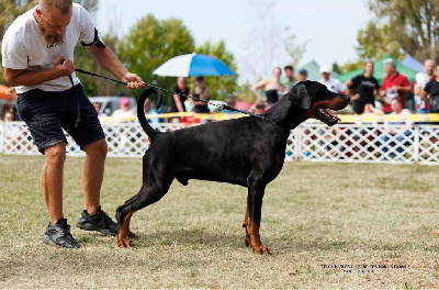 Étalon Dobermann - CH. Télos karlos du Parc des marais d'Opale