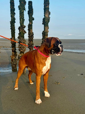 Étalon Boxer - Teck des vents de mer