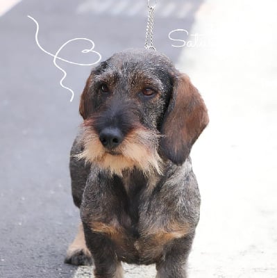 Étalon Teckel - schwarzwiese You never now