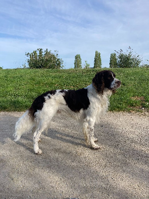 Étalon Epagneul Français - CH. Titan de la vallée de la seulles