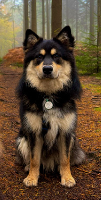 Étalon Chien finnois de Laponie - Chewie du Domaine de Tangusko
