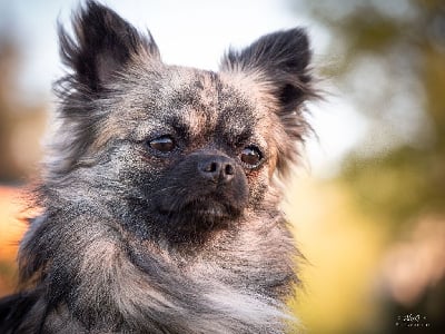 Étalon Chihuahua - Vico de la vallee des aussies Des Petits Trésors Mexicains