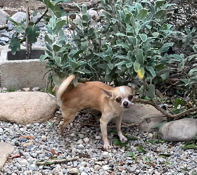 Étalon Chihuahua - Tokïo le samouraï du manoir aux peupliers