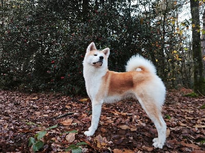 Étalon Akita - Umi No Asahi}