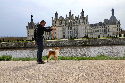 Étalon Shiba - Meishu no kirameki go harimaya jp