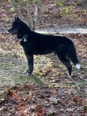 Étalon Siberian Husky - CH. Vito De La Vallée Des Pépites