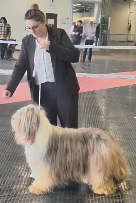 Étalon Bearded Collie - Ugolin de L'Ouvernhat