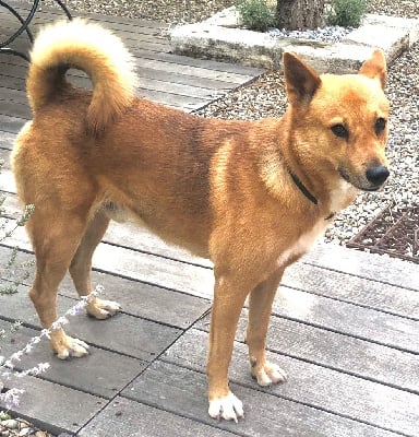 Étalon Canaan Dog - Lior de Solemel