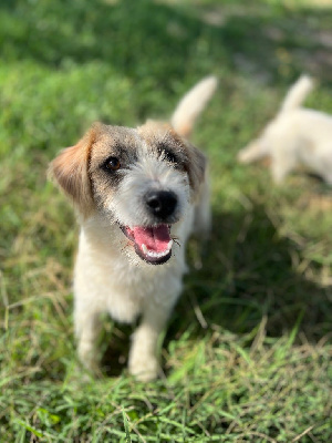 Étalon Jack Russell Terrier - Apollo petite fusee du Domaine De Léon De La Seille