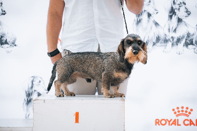 Étalon Teckel poil dur - Tango De L'Echo De La Braconne
