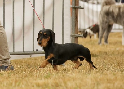 Étalon Teckel poil dur - Darkan de los jaronales
