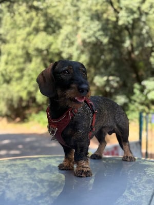 Étalon Teckel poil ras - Vico Des Gardiens De Prailles