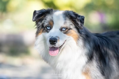 Étalon Berger Américain Miniature - Vivo De La Tribu De Sunka