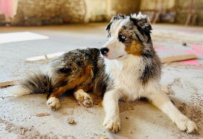 Étalon Berger Américain Miniature - Vadim blue ocean du Pays de l'Auvézère