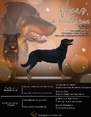 Étalon Berger de Beauce - Vegas du rayon de soleil