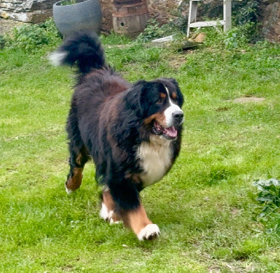 Étalon Bouvier Bernois - CH. Tornado des Chapeliers de Casella