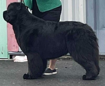 Étalon Terre-neuve - CH. lands of endless Love fjord}