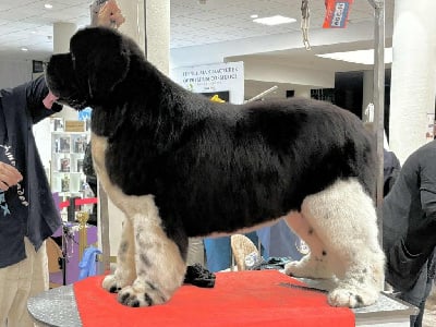 Étalon Terre-neuve - Oukaya forever Silence radio dit shogun