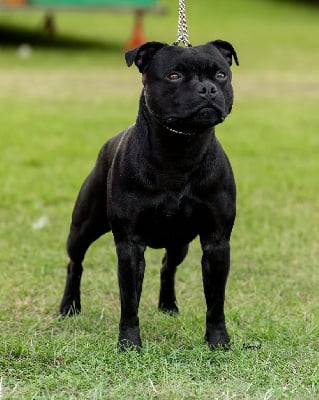 CH. Virtus Et Honor The kingmaker