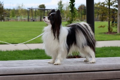 Étalon Epagneul nain Continental (Papillon) - CH. magic sunrise Wings to win}