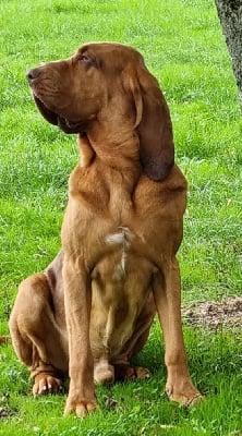 Étalon Chien de Saint-Hubert - Mirto Del campo dell'oro