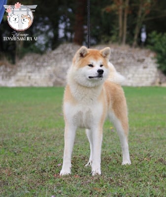 Étalon Akita - V'shizuka go Tenshi Sakura Ai