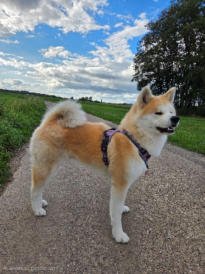 Étalon Akita - CH. Tenshiyo Kensha Tengoku amaterasu