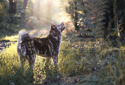 Étalon Akita - CH. Sao No Nakama Vera sakura