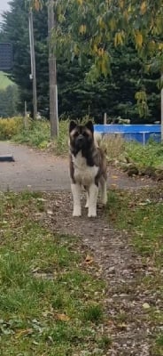 Étalon Akita americain - Rampage Spirit Ursa minor