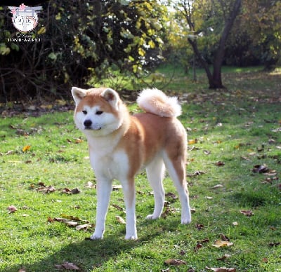 Étalon Akita - V'emiko go Tenshi Sakura Ai