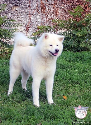 Étalon Akita - CH. Osaka go du Clos des Chtis