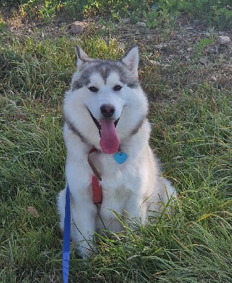 Étalon Alaskan Malamute - Vickie Des Terres d'haïda
