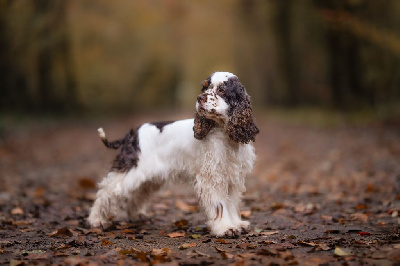Étalon American Cocker Spaniel - Ubelle aussis et minis breiz