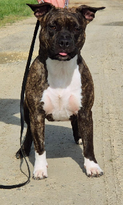 Étalon American Staffordshire Terrier - graziano’s house Endless for furious ast