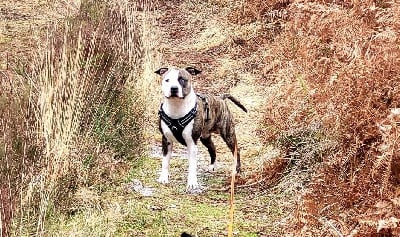 Étalon American Staffordshire Terrier - Furious Ast Placidus fidelis casanova