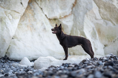 Étalon Australian Kelpie - U'byyou Des Bergers De La Croix