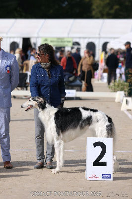 Étalon Barzoi - Silver steppe Des Svoras De La Centauresse